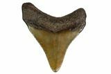 Juvenile Megalodon Tooth - Georgia #158781-1